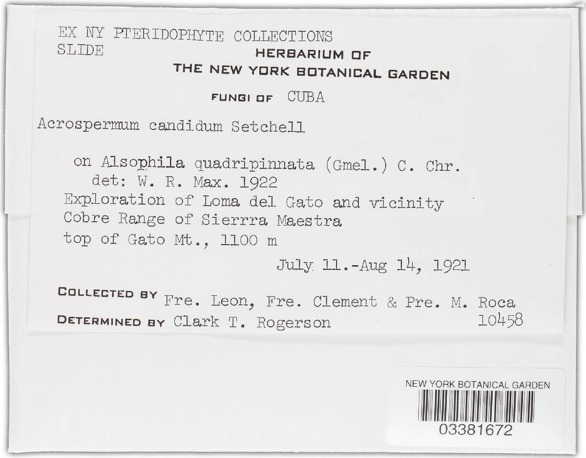Cyanodermella candida image