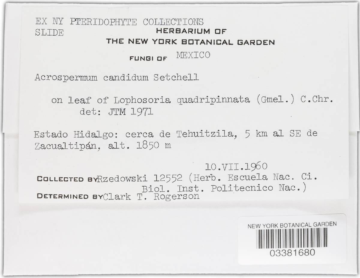 Cyanodermella candida image