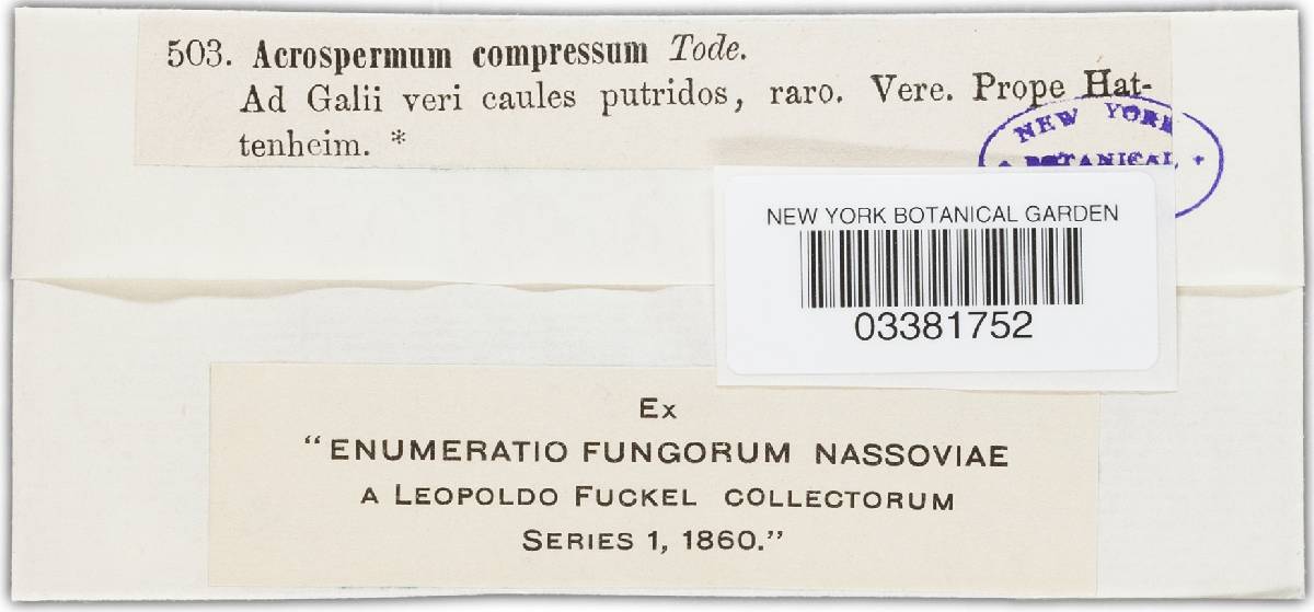 Acrospermum compressum image