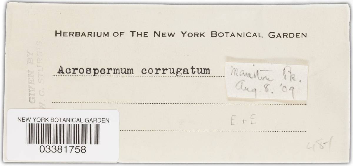 Acrospermum corrugatum image