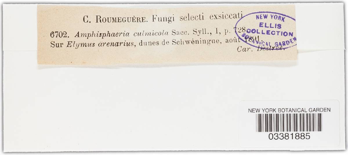Amphisphaeria culmicola image