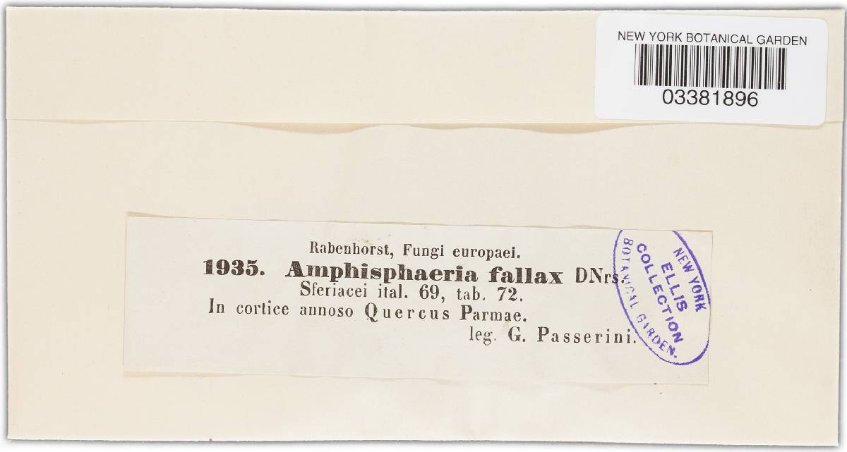 Amphisphaeria fallax image