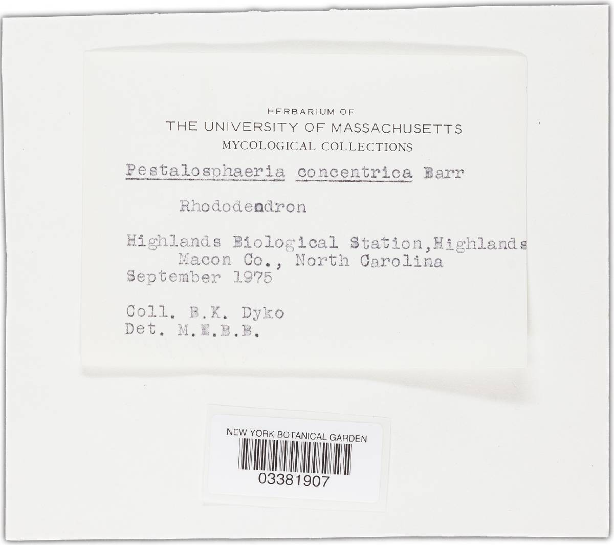 Pestalotiopsis guepinii image