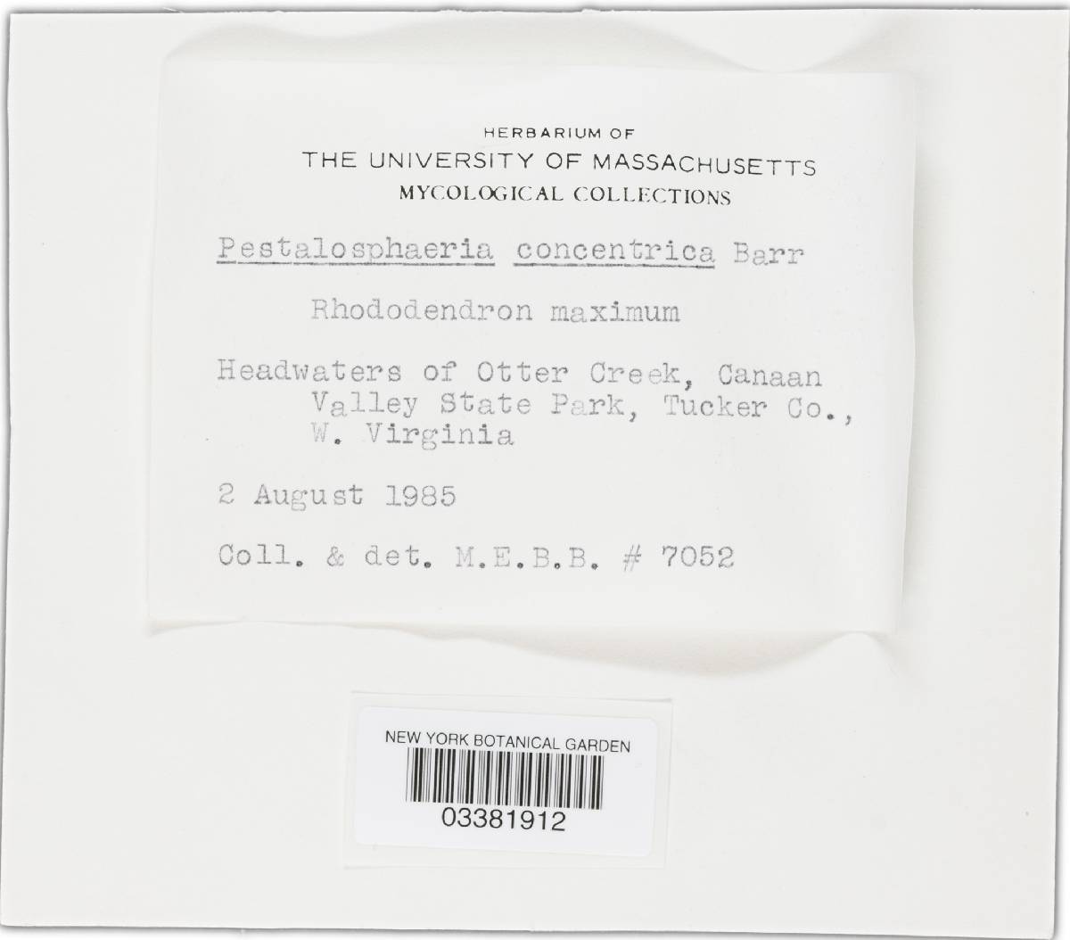 Pestalotiopsis guepinii image