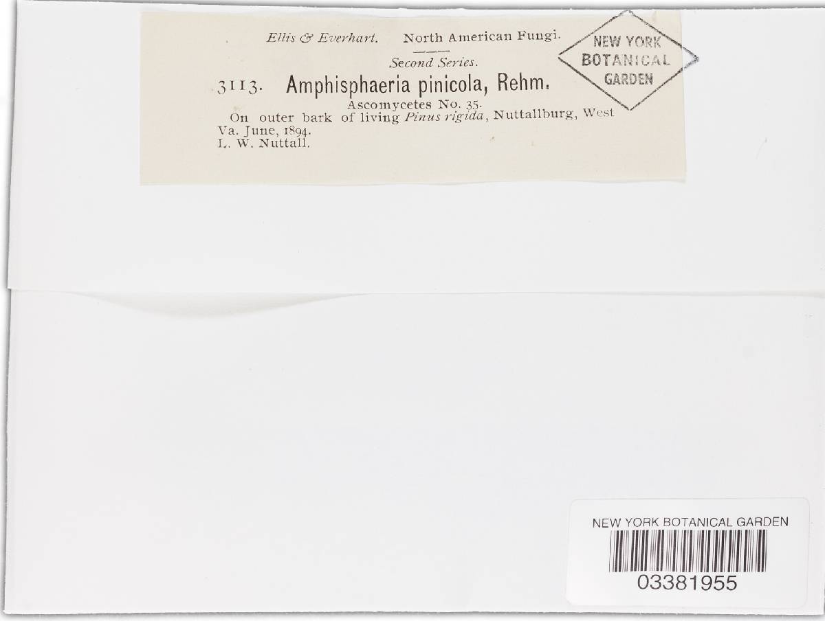 Amphisphaeria pinicola image