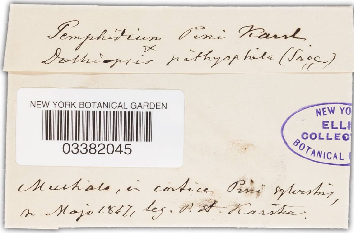 Pemphidium image