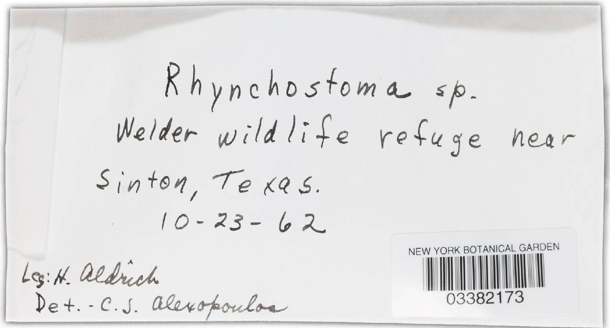 Rhynchostoma image