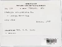 Diatrype albopruinosa image