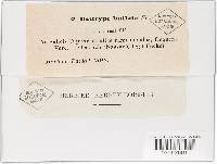 Diatrype bullata image