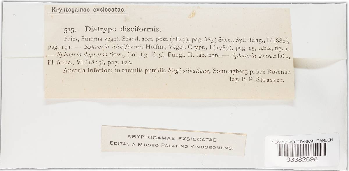 Diatrype disciformis image