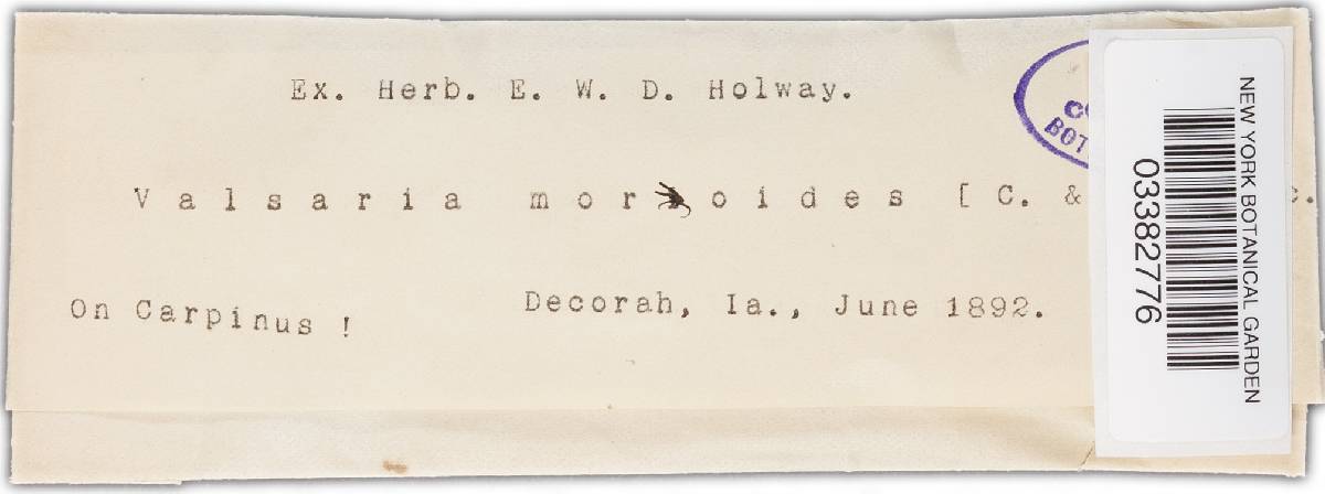 Diatrype moroides image