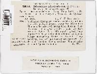 Diatrype stigma image