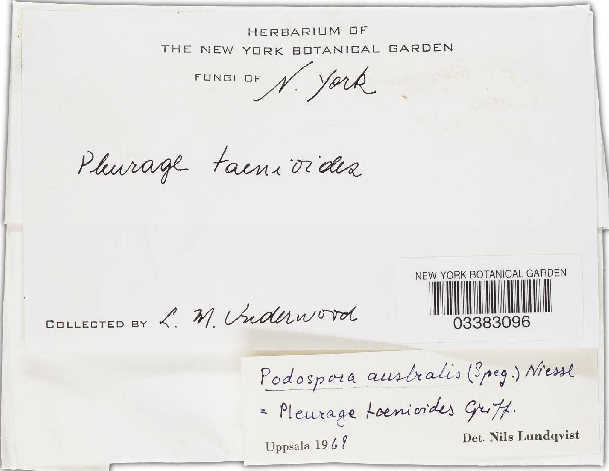 Podospora australis image