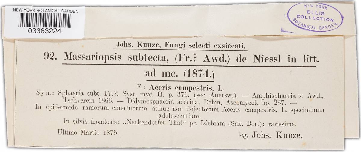 Amphisphaeria millepunctata image