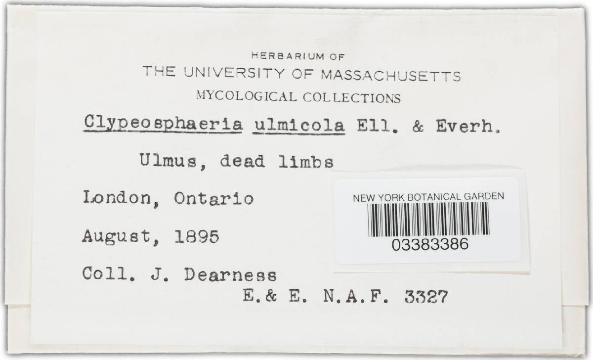 Lepteutypa ulmicola image