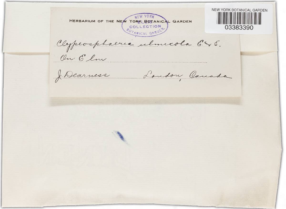 Lepteutypa ulmicola image