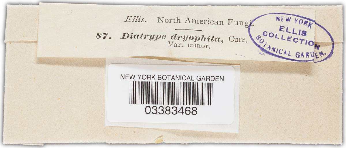 Anthostoma dryophilum image