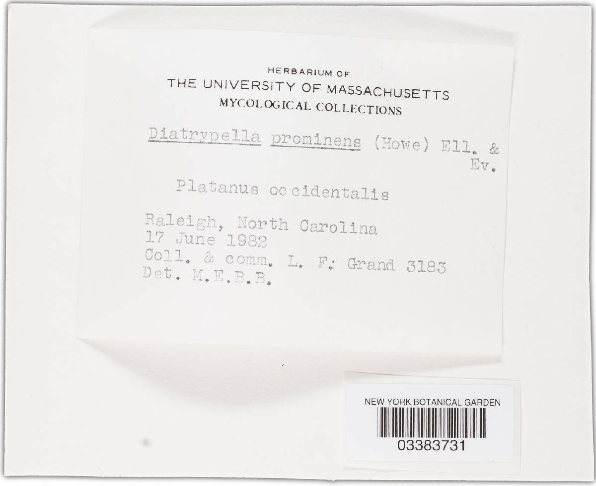 Cryptovalsa prominens image