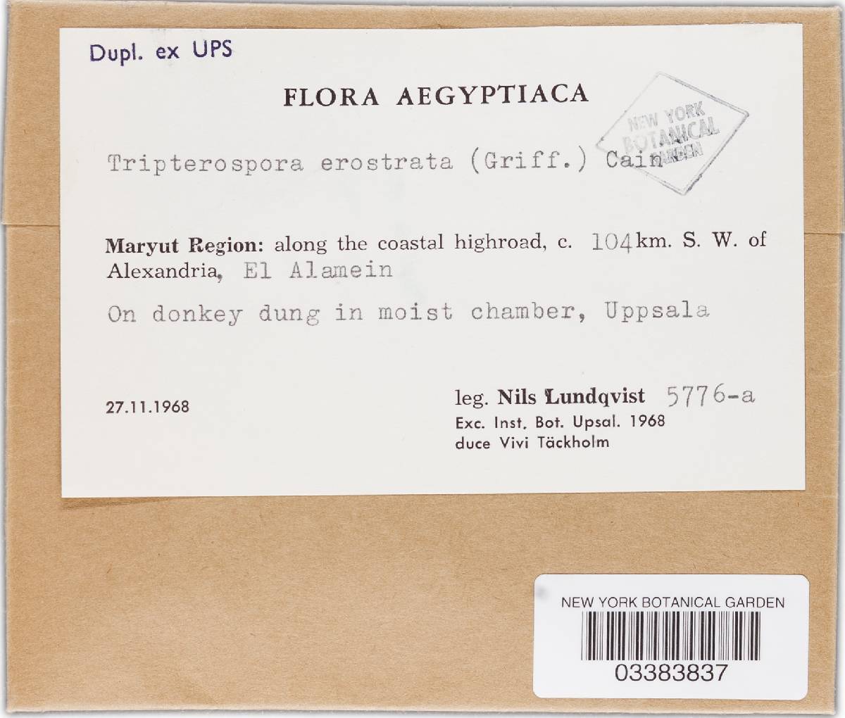 Zopfiella erostrata image