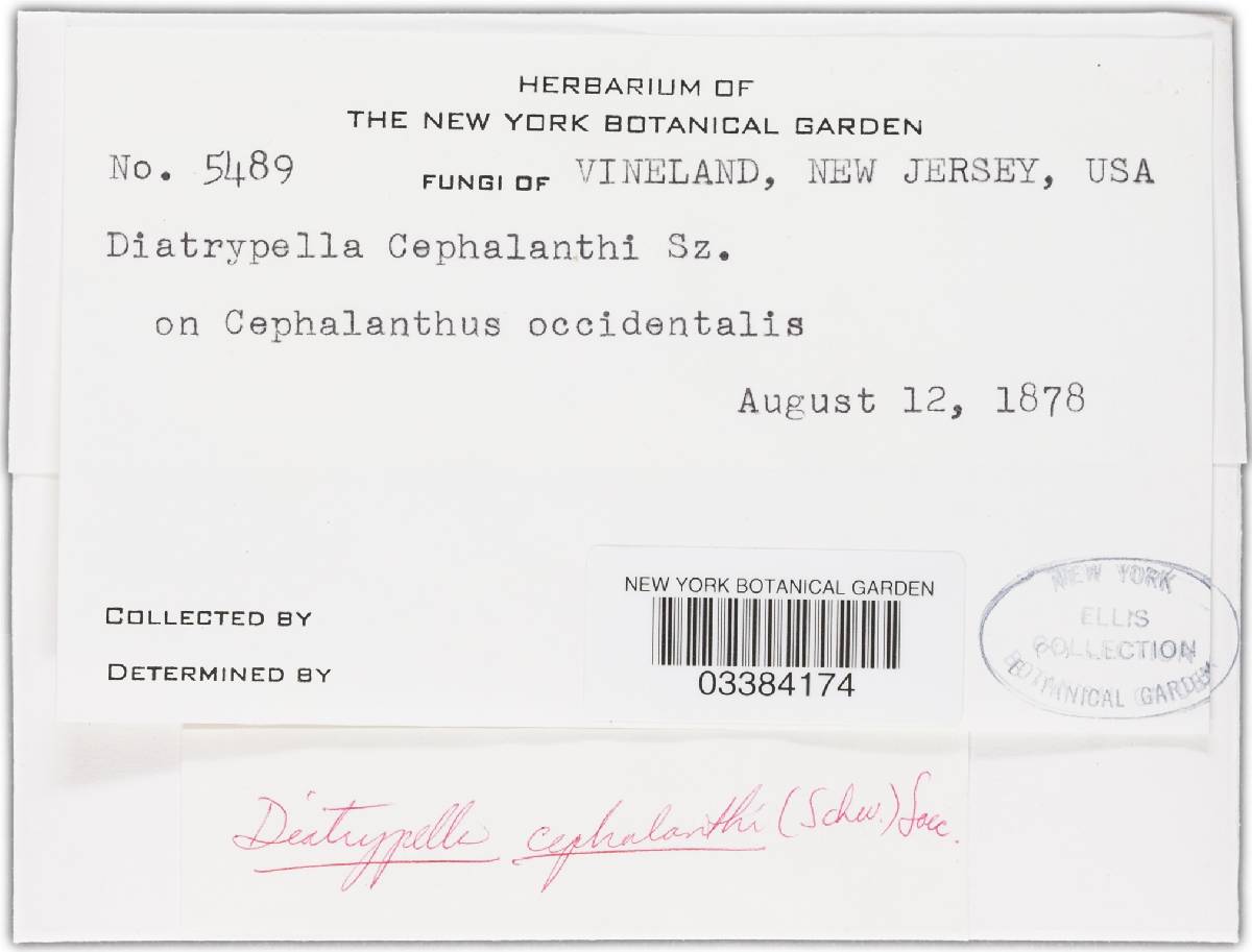 Diatrypella cephalanthi image