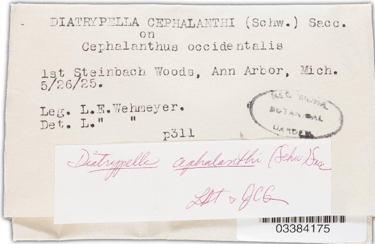 Diatrypella cephalanthi image