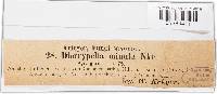 Diatrypella minuta image