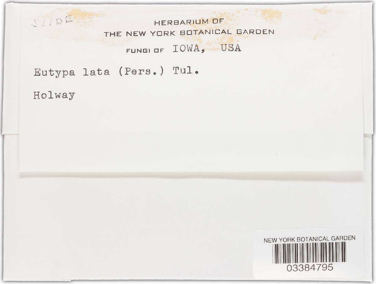 Eutypa lata image
