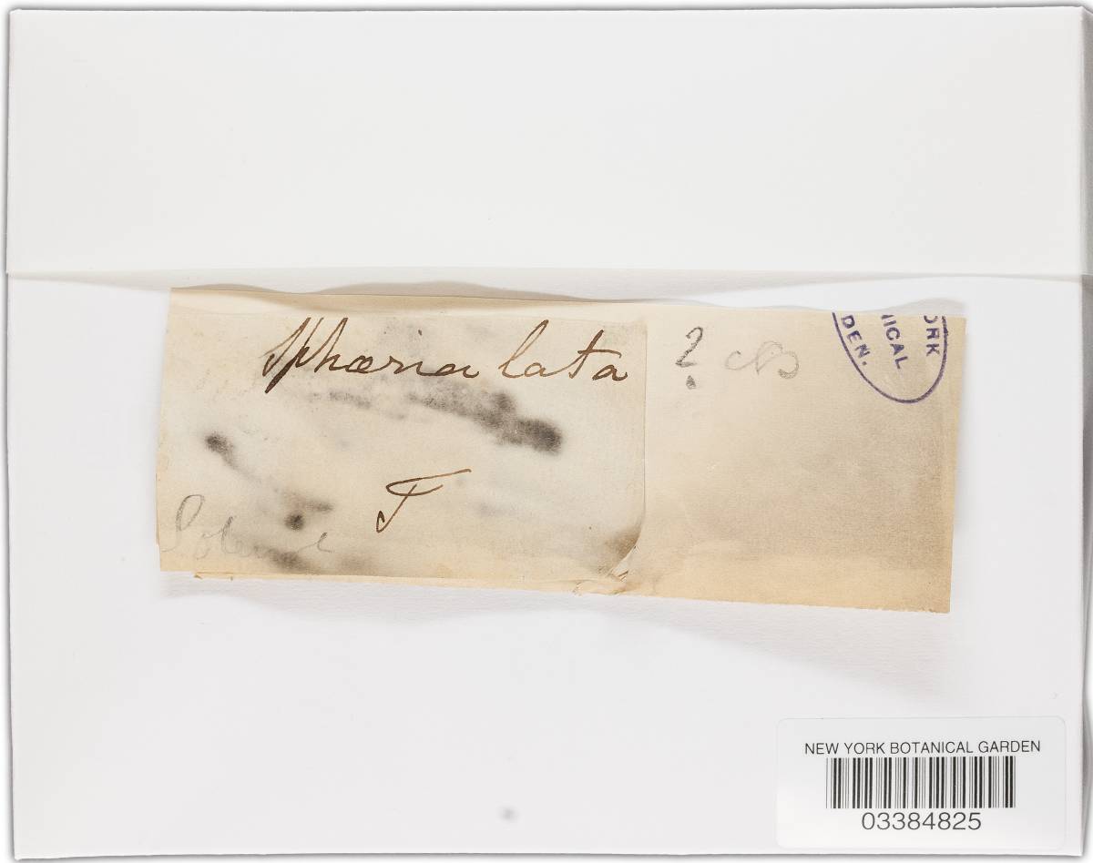 Eutypa lata image