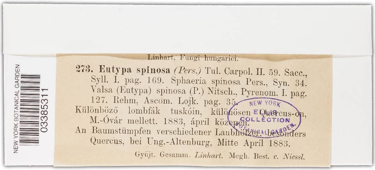 Eutypa spinosa image