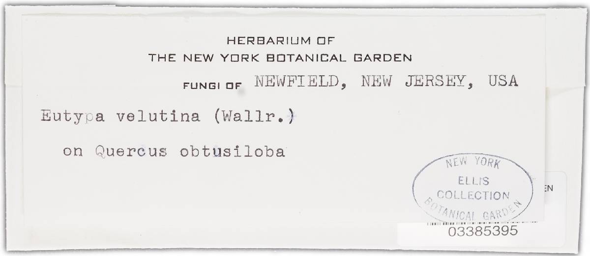 Eutypa velutina image