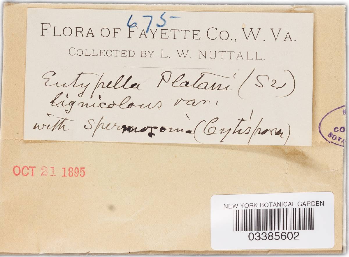 Valsa platani image