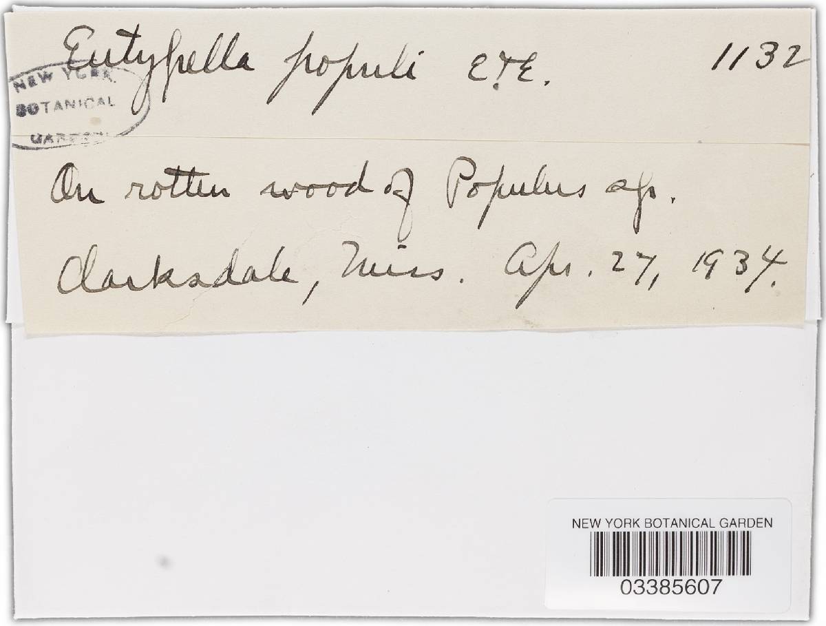 Eutypella populi image