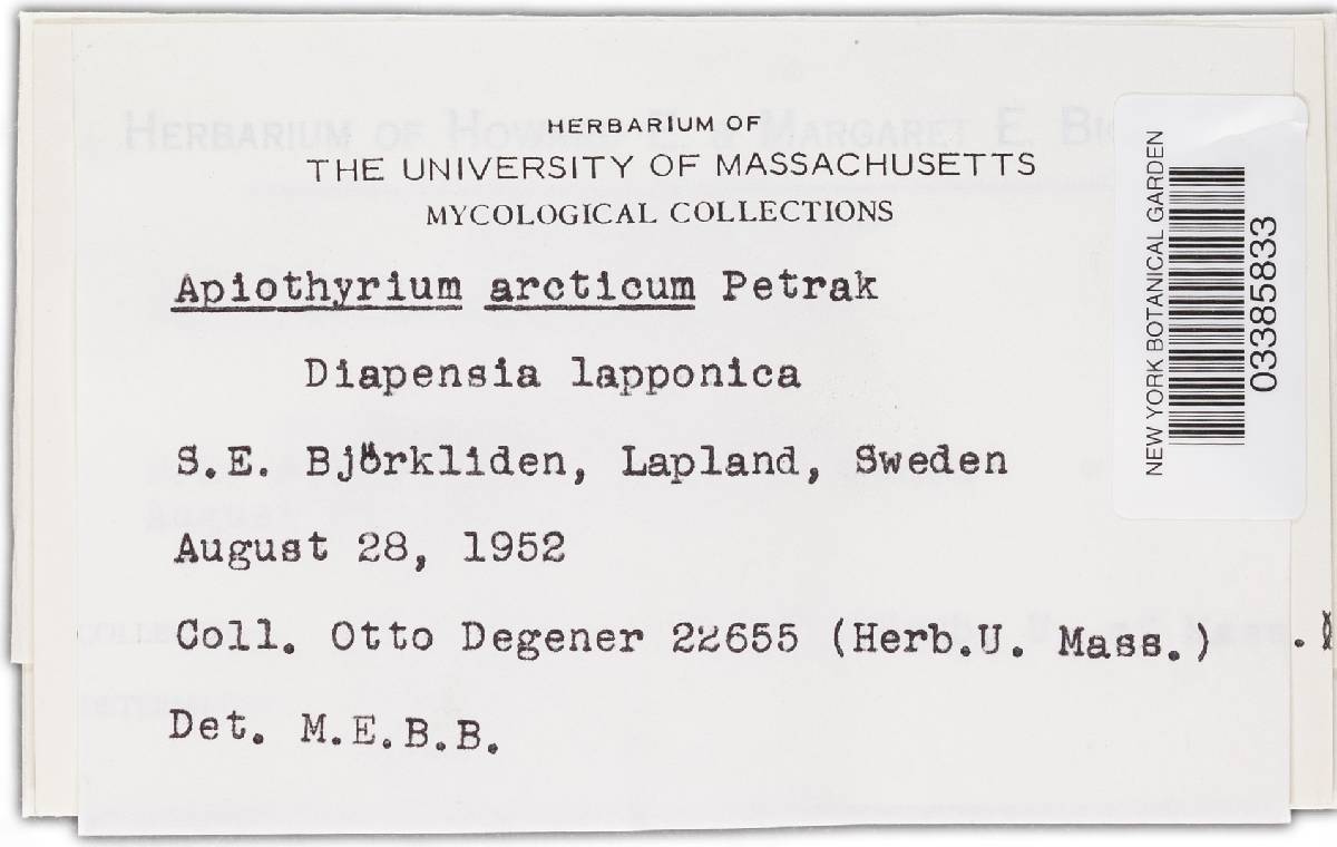 Apiothyrium arcticum image