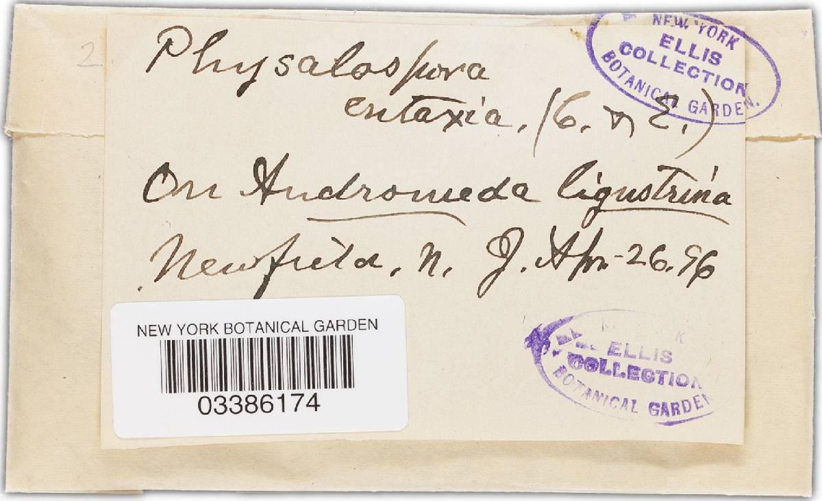 Physalospora entaxia image