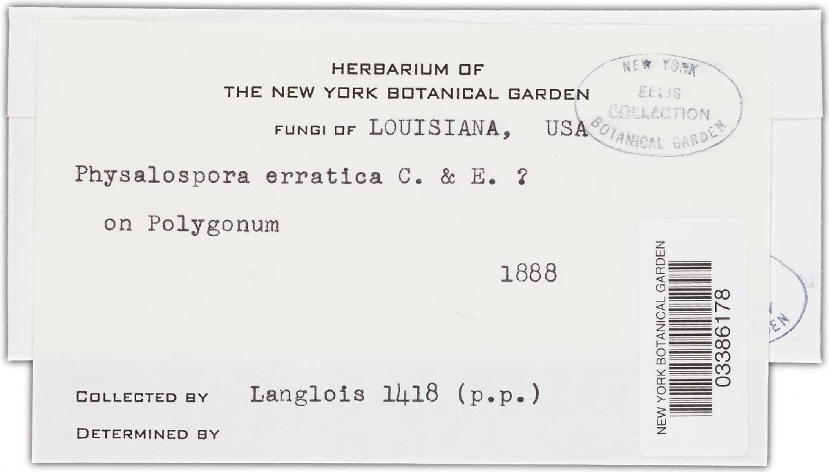 Melanops erratica image
