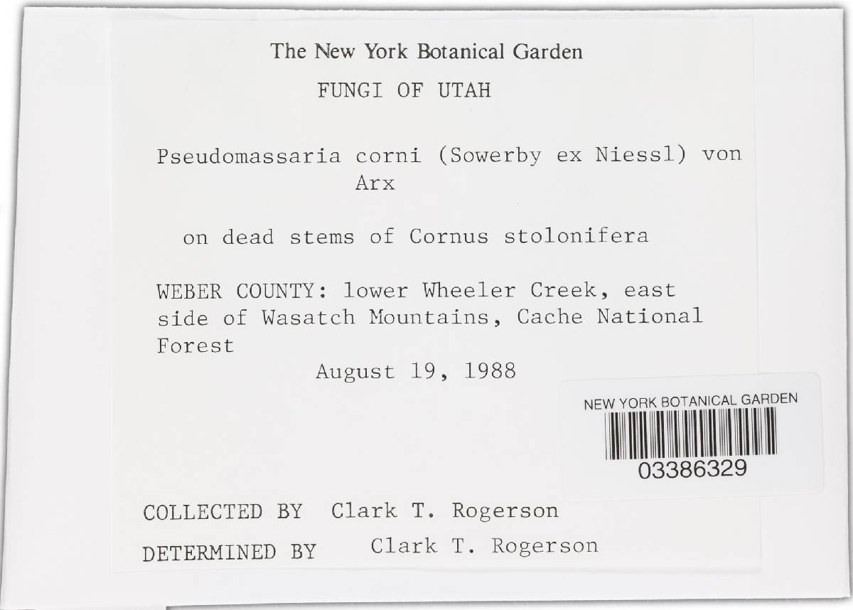 Pseudomassaria corni image