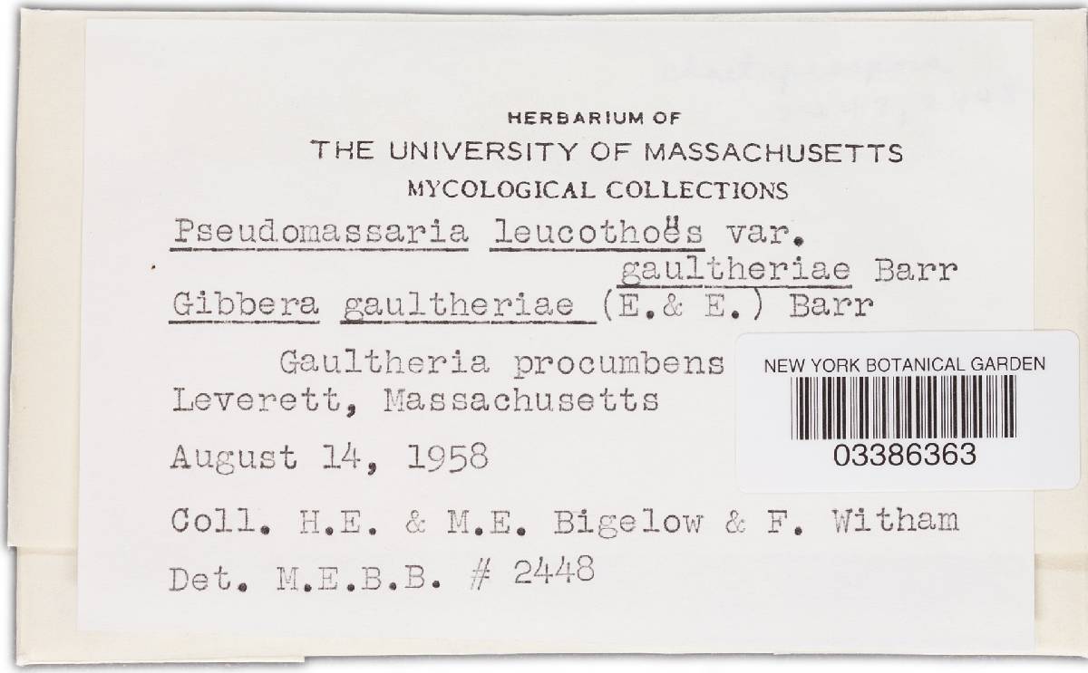 Pseudomassaria leucothoes image