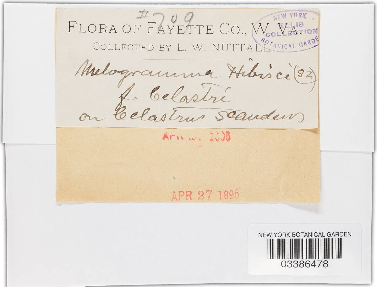 Melanops hibisci image
