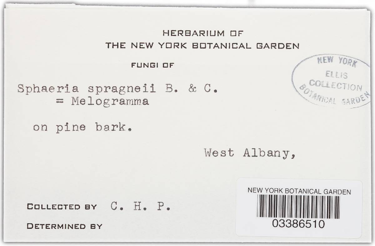 Thyridium spraguei image