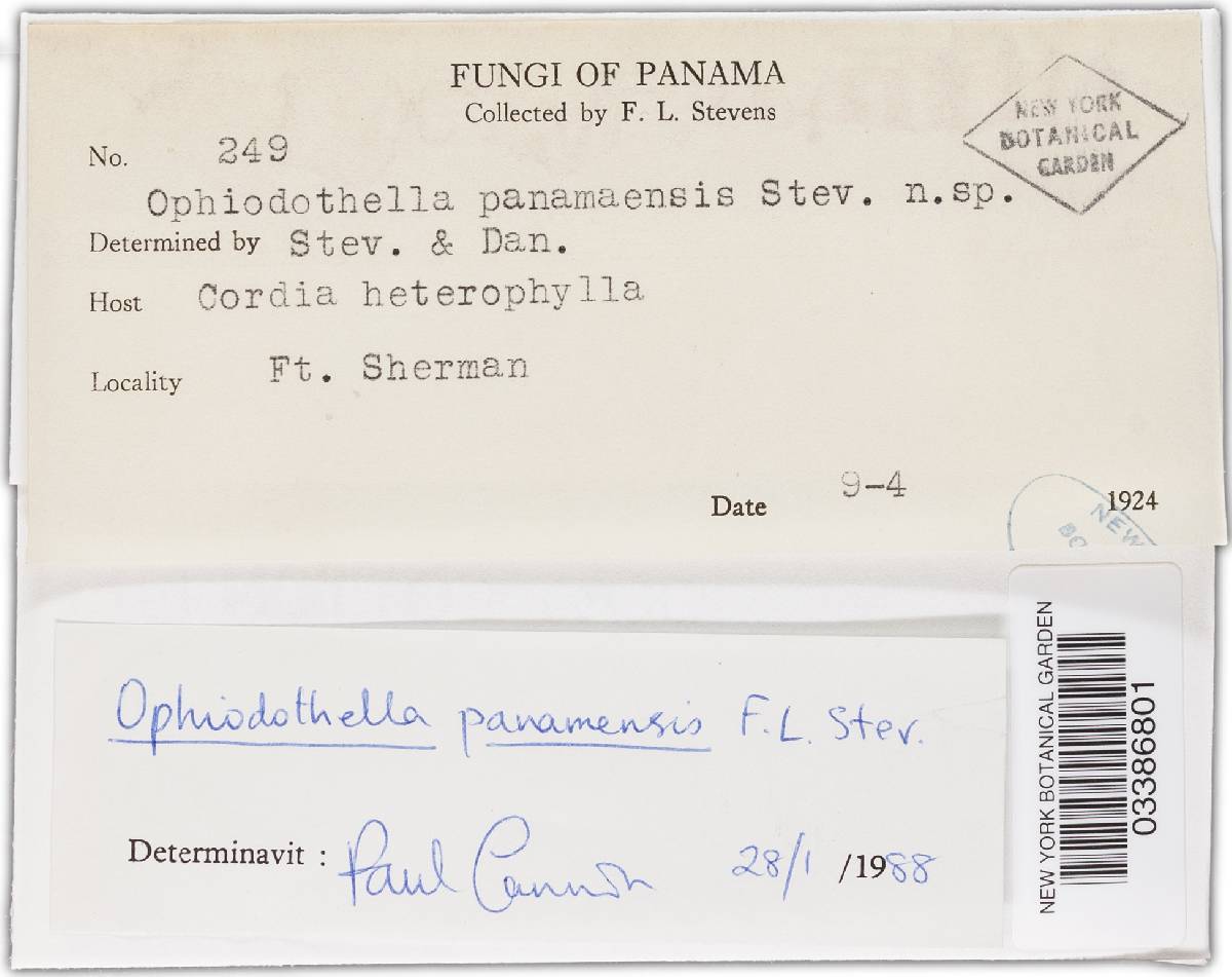 Ophiodothella panamensis image