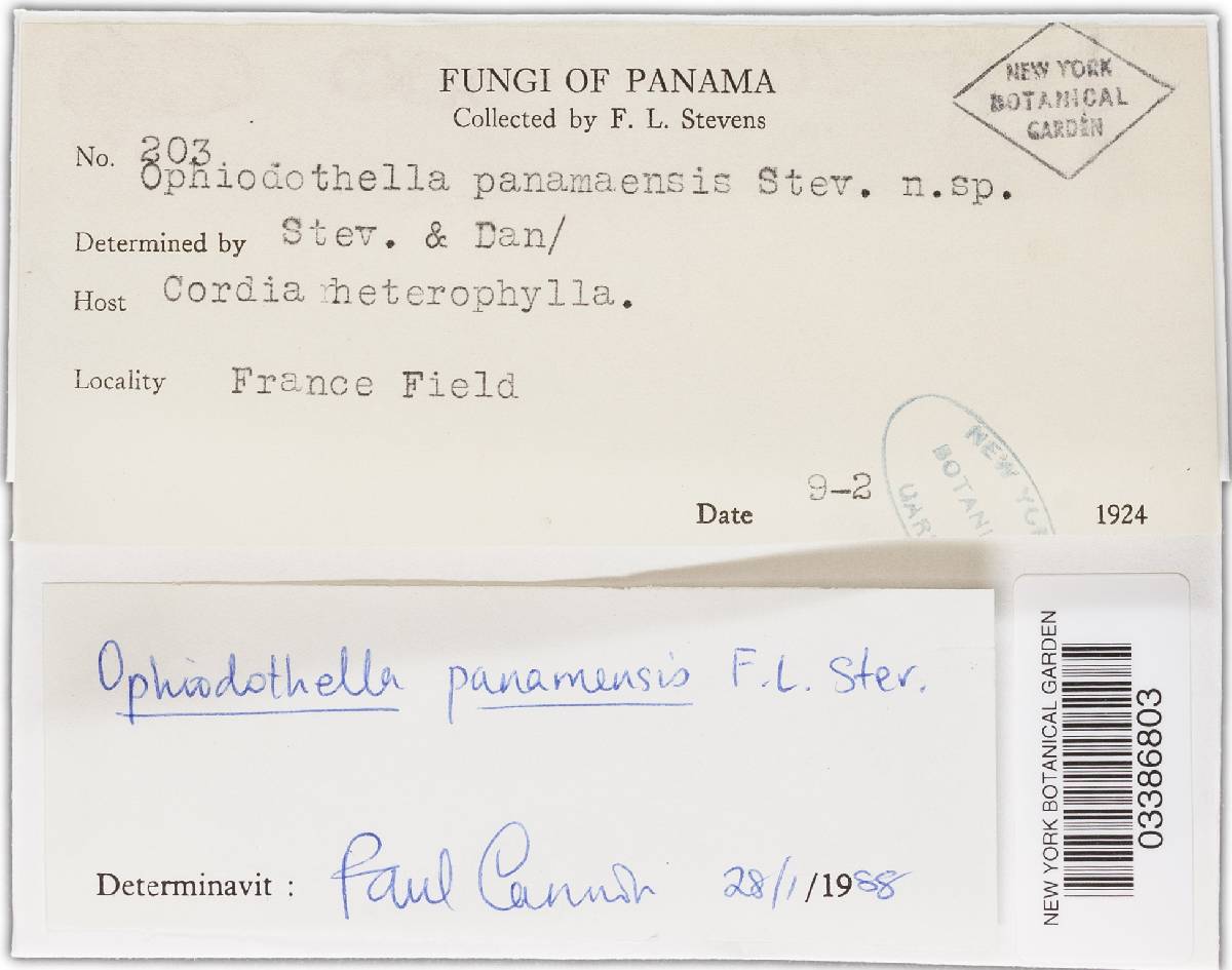 Ophiodothella panamensis image