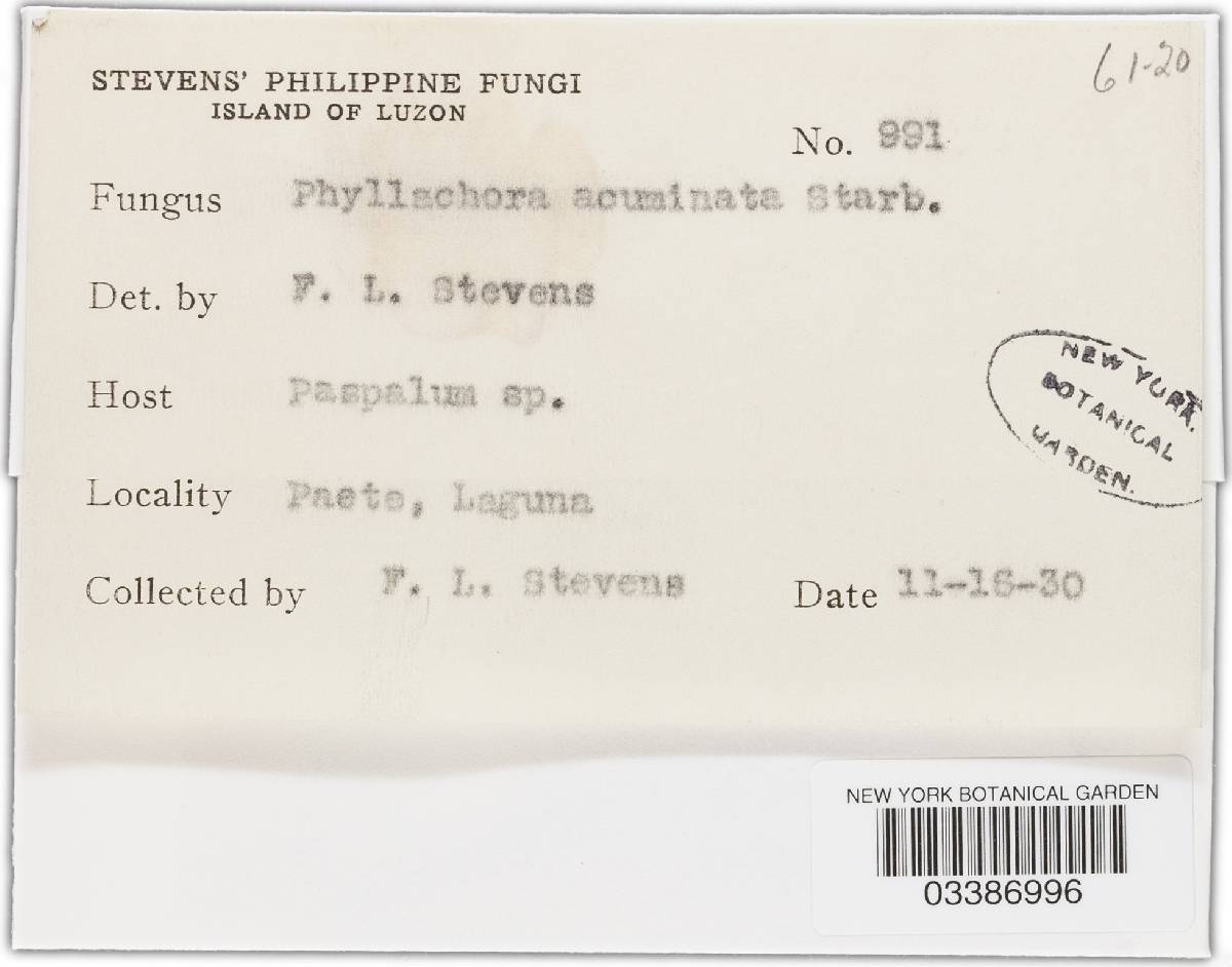 Phyllachora acutispora image