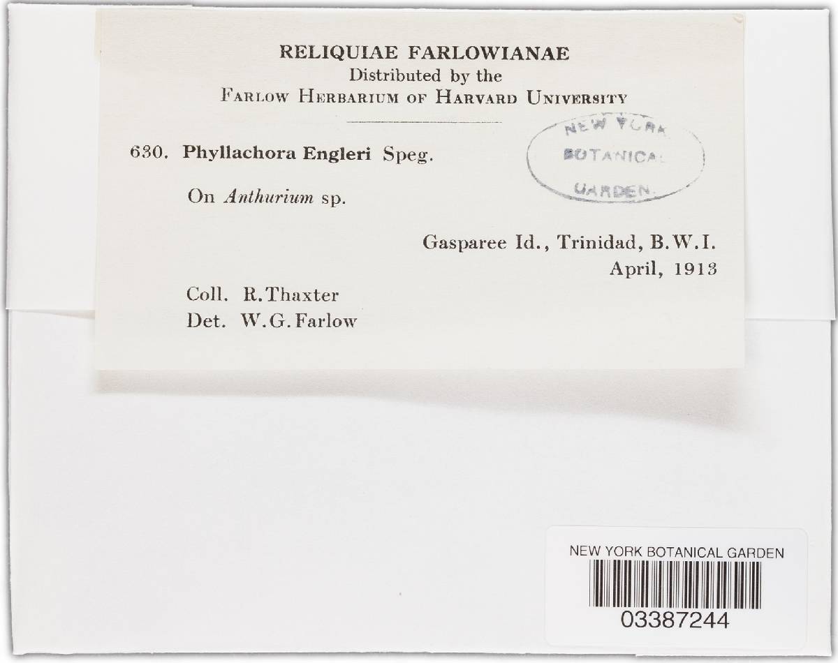 Phyllachora phylloplaca image