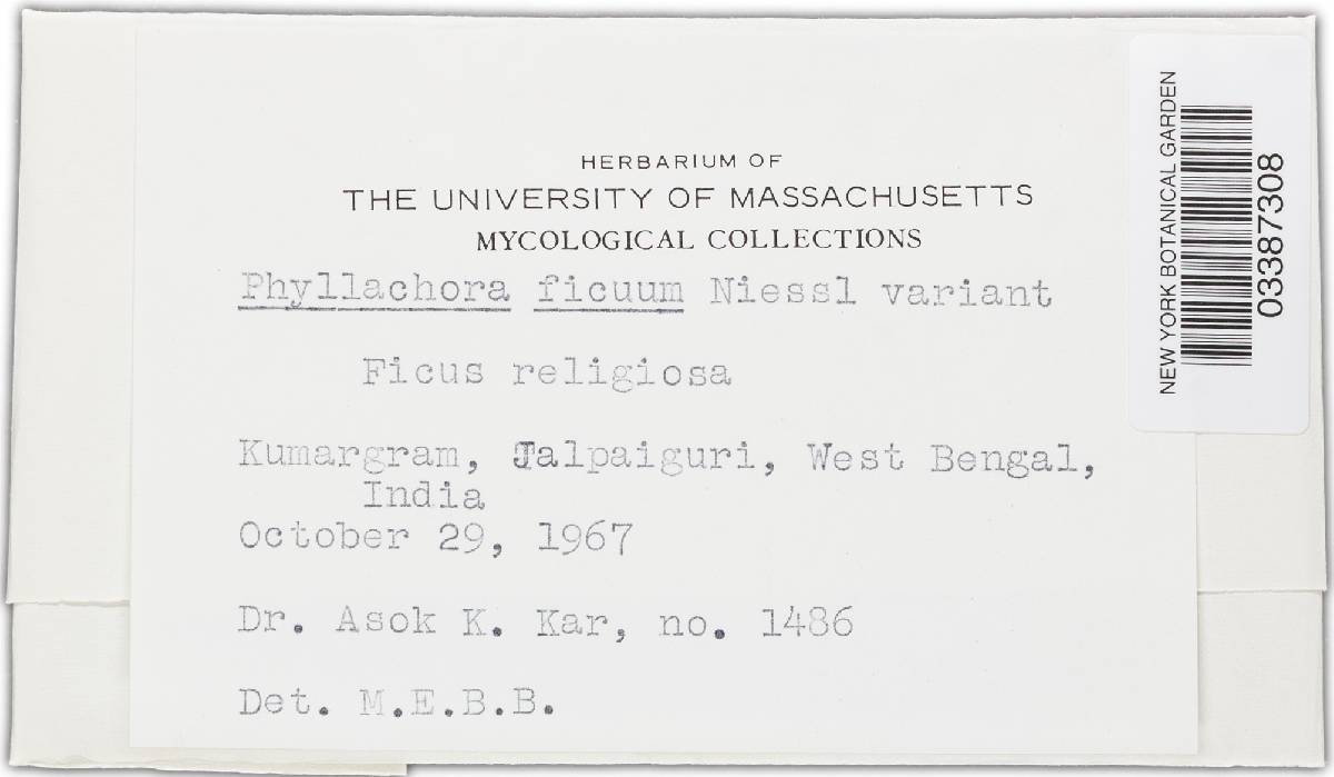 Phyllachora ficuum image