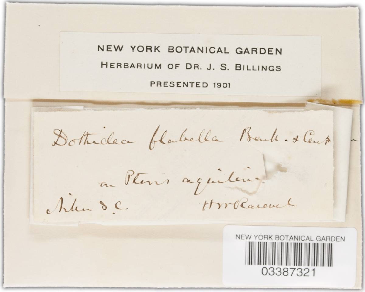 Phyllachora flabella image