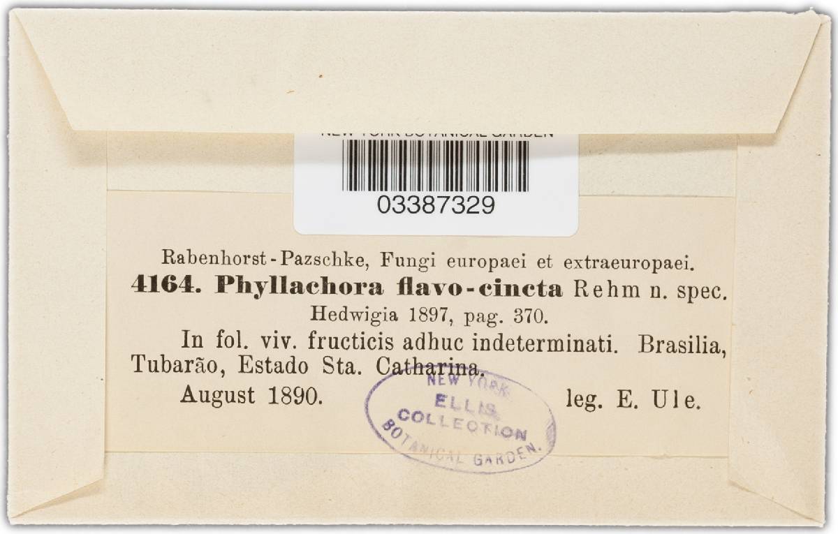 Phyllachora flavocincta image