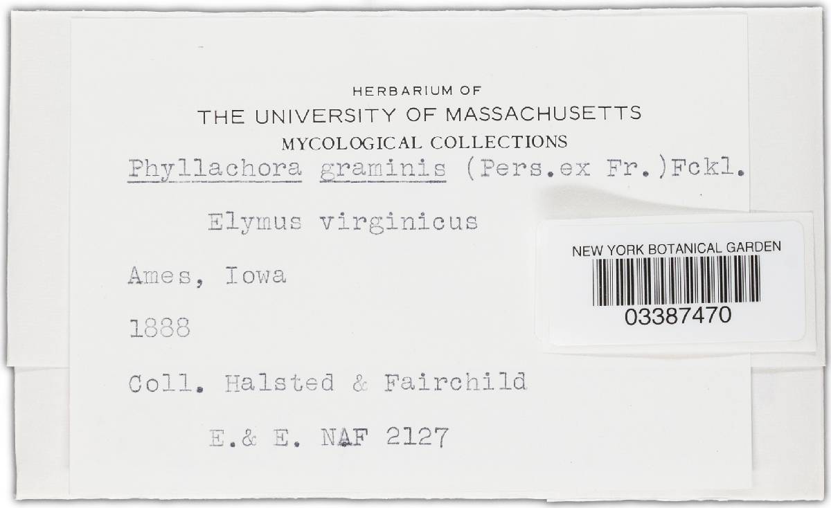 Phyllachora graminis var. graminis image