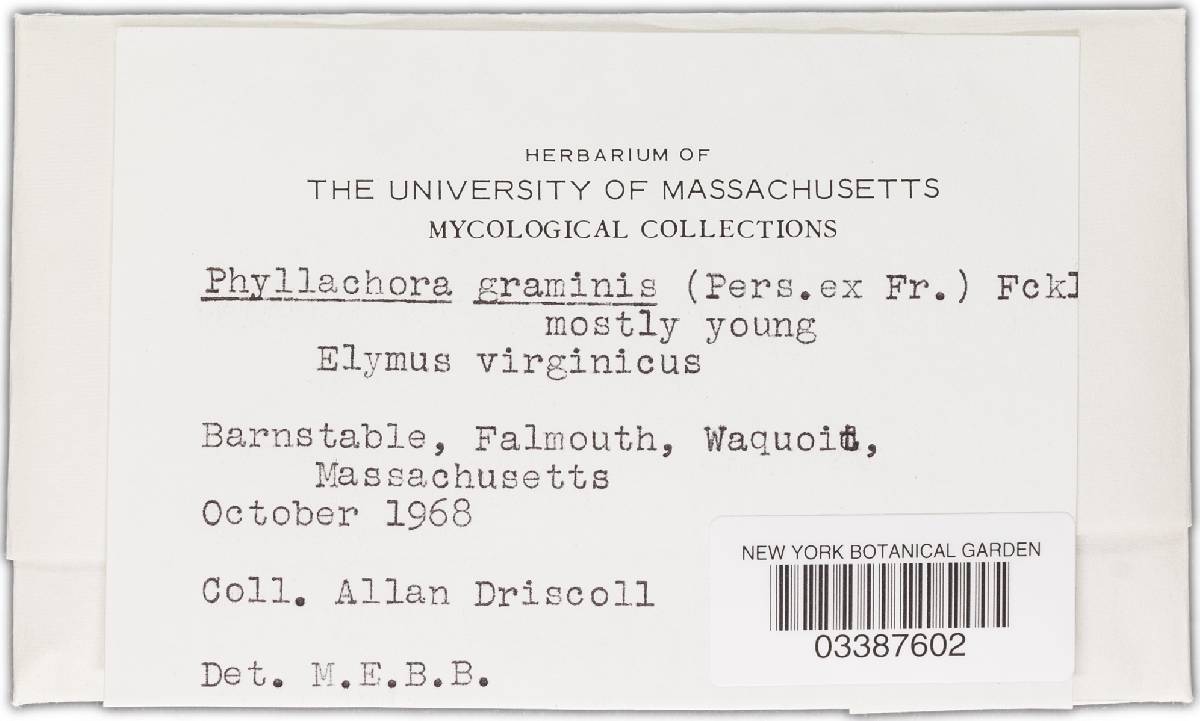 Phyllachora graminis var. graminis image
