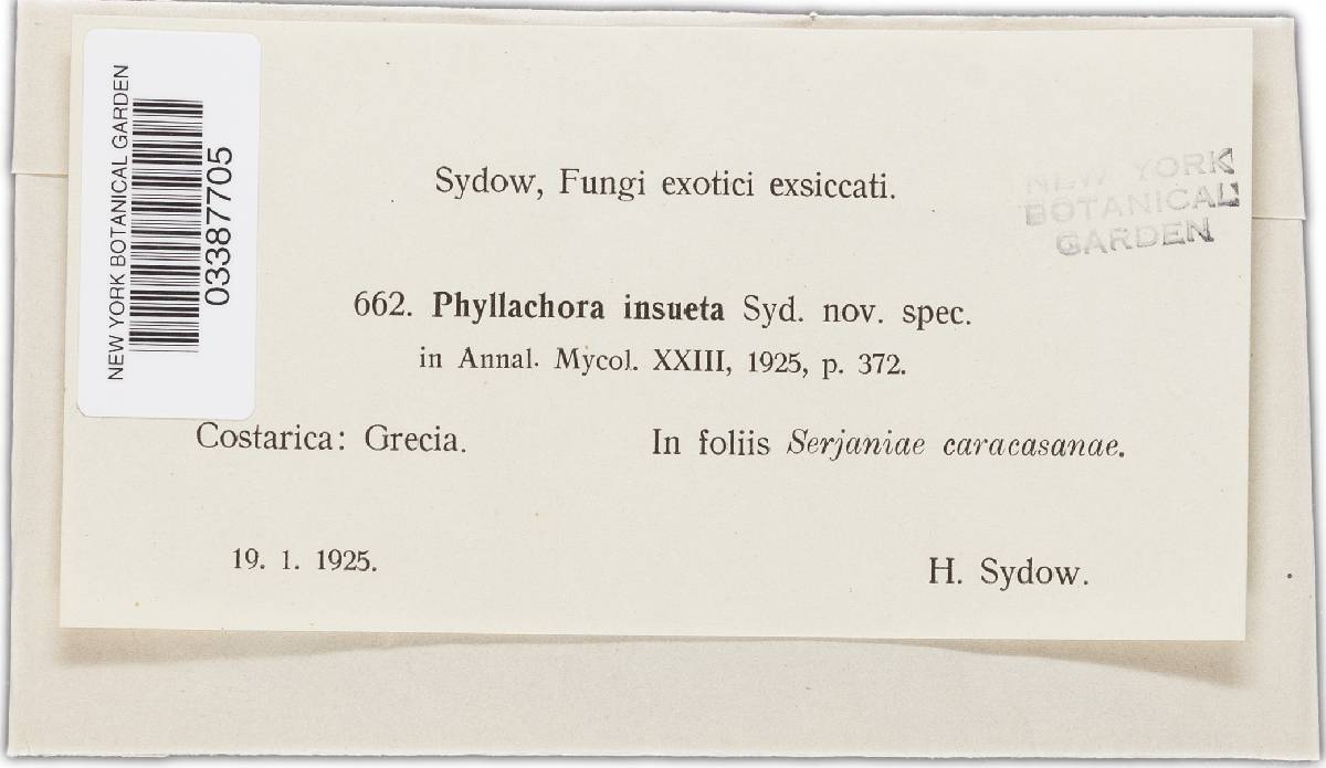 Phyllachora insueta image