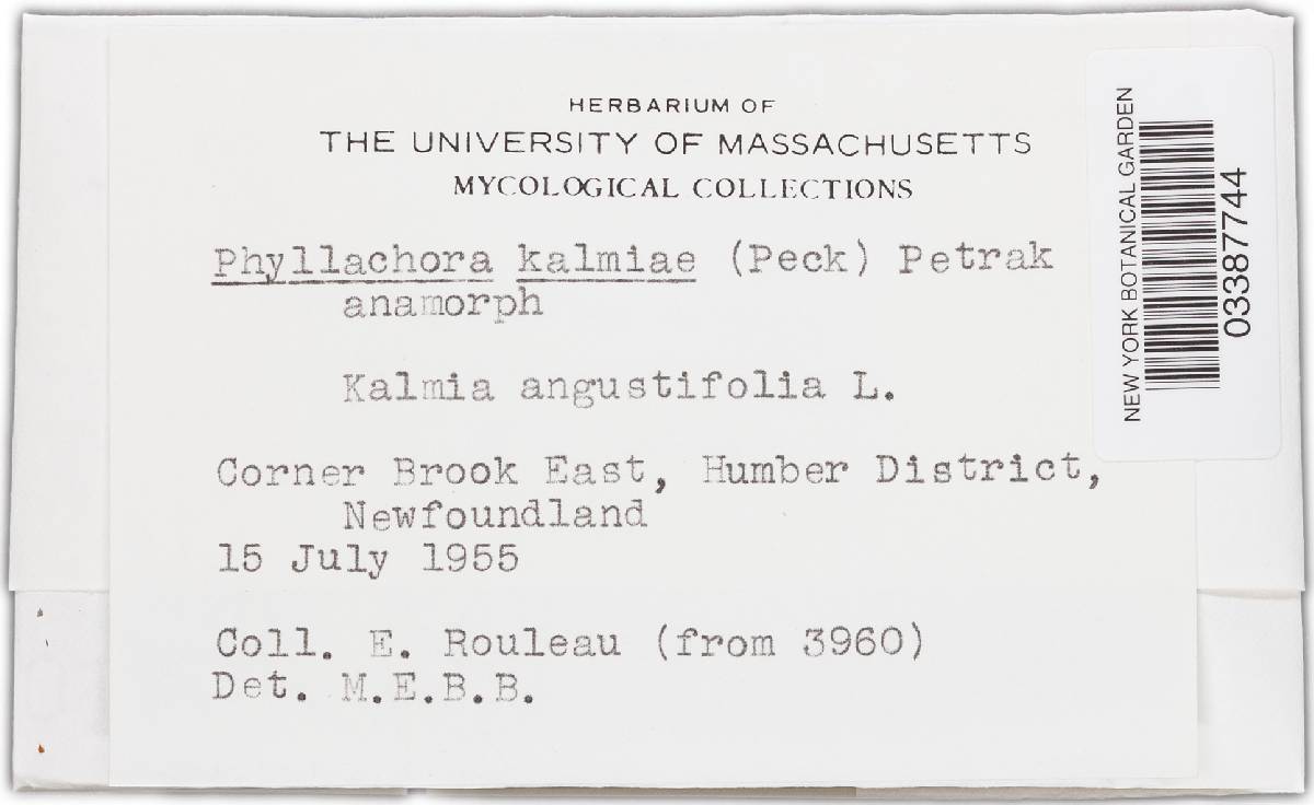 Phylleutypa kalmiae image